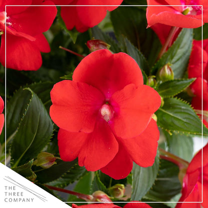 Live Flowering New Guinea Impatiens - Grower's Choice Assorted Colors (3 Plants Per Pack) - Beautiful Shade Flowers - 12" Tall by 5" Wide in 1 Qt Pot