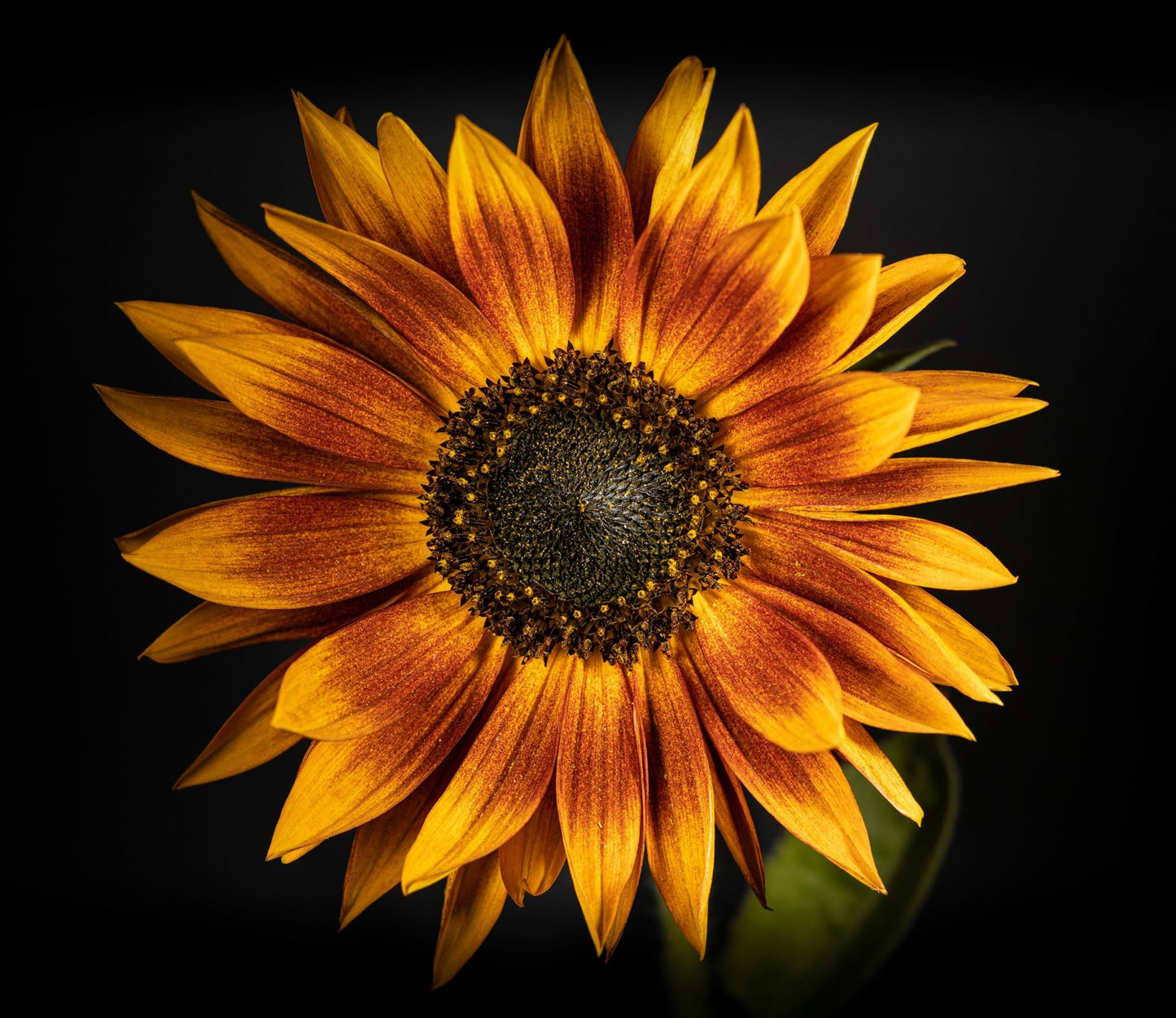 Red Sunflower Seeds for Planting - 50 Heirloom Non GMO Velvet Queen Flower Seeds Plant & Grow Home Outdoor Annual Garden - 1 Packet