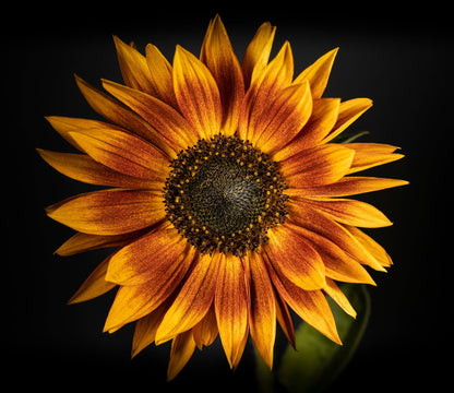 Red Sunflower Seeds for Planting - 50 Heirloom Non GMO Velvet Queen Flower Seeds Plant & Grow Home Outdoor Annual Garden - 1 Packet
