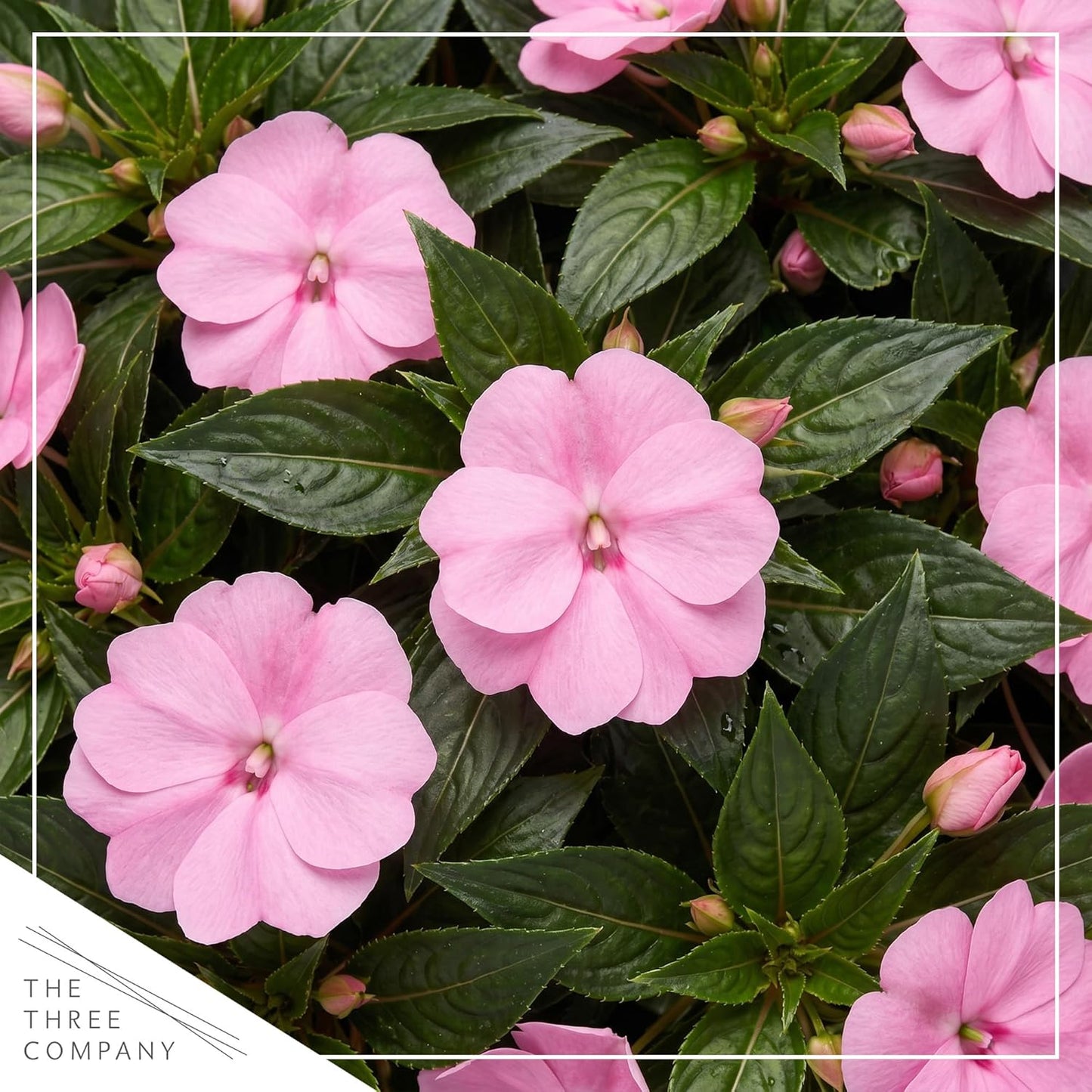 Live Flowering New Guinea Impatiens - Grower's Choice Assorted Colors (3 Plants Per Pack) - Beautiful Shade Flowers - 12" Tall by 5" Wide in 1 Qt Pot