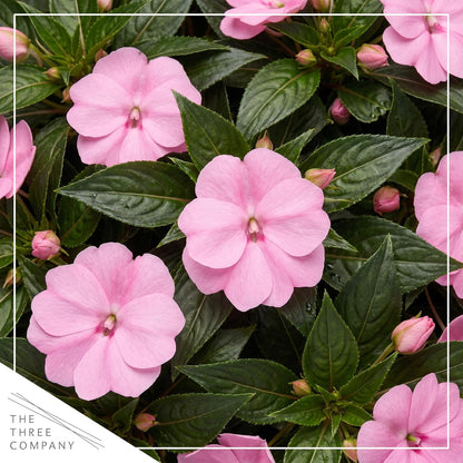 Live Flowering New Guinea Impatiens - Grower's Choice Assorted Colors (3 Plants Per Pack) - Beautiful Shade Flowers - 12" Tall by 5" Wide in 1 Qt Pot