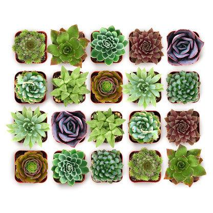 Shop Succulents Echeveria & Rosette Live Succulent Variety Pack – Fully Rooted 2" Potted Plants for Gifts, Favors, DIY Projects, Terrariums, Home Décor, and Garden Arrangements, 256 Pack