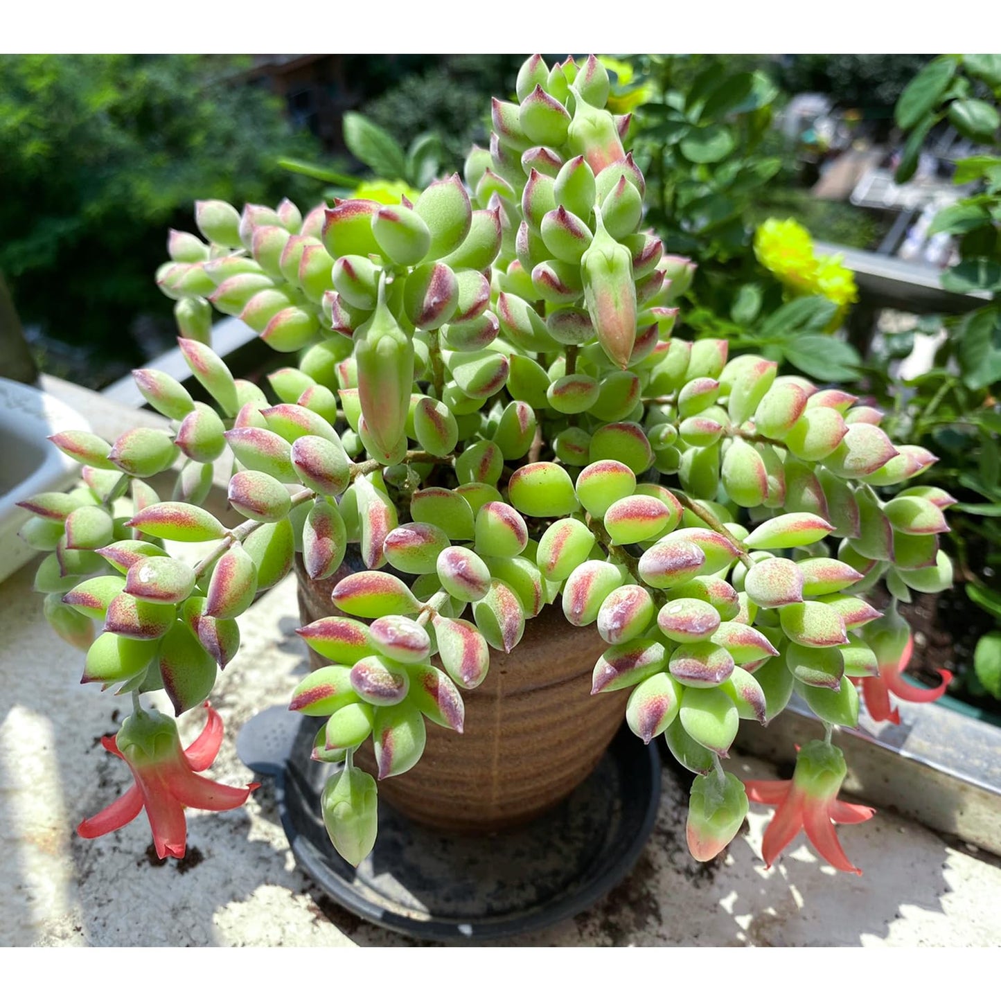 Sprout N Green 4'' Sedum lucidum Obesum, Live Succulent Fully Rooted in Pots with Soil Mix, Rare House Plant for Home Office Indoor Outdoor Wedding Decor, DIY Projects, Party Favor