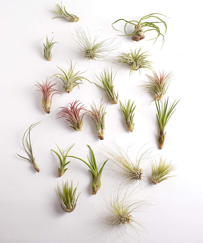 Shop Succulents | Assorted Collection of Tropical Tillandsia Air Plant Kit, Hand Selected Variety Pack | Collection of 12