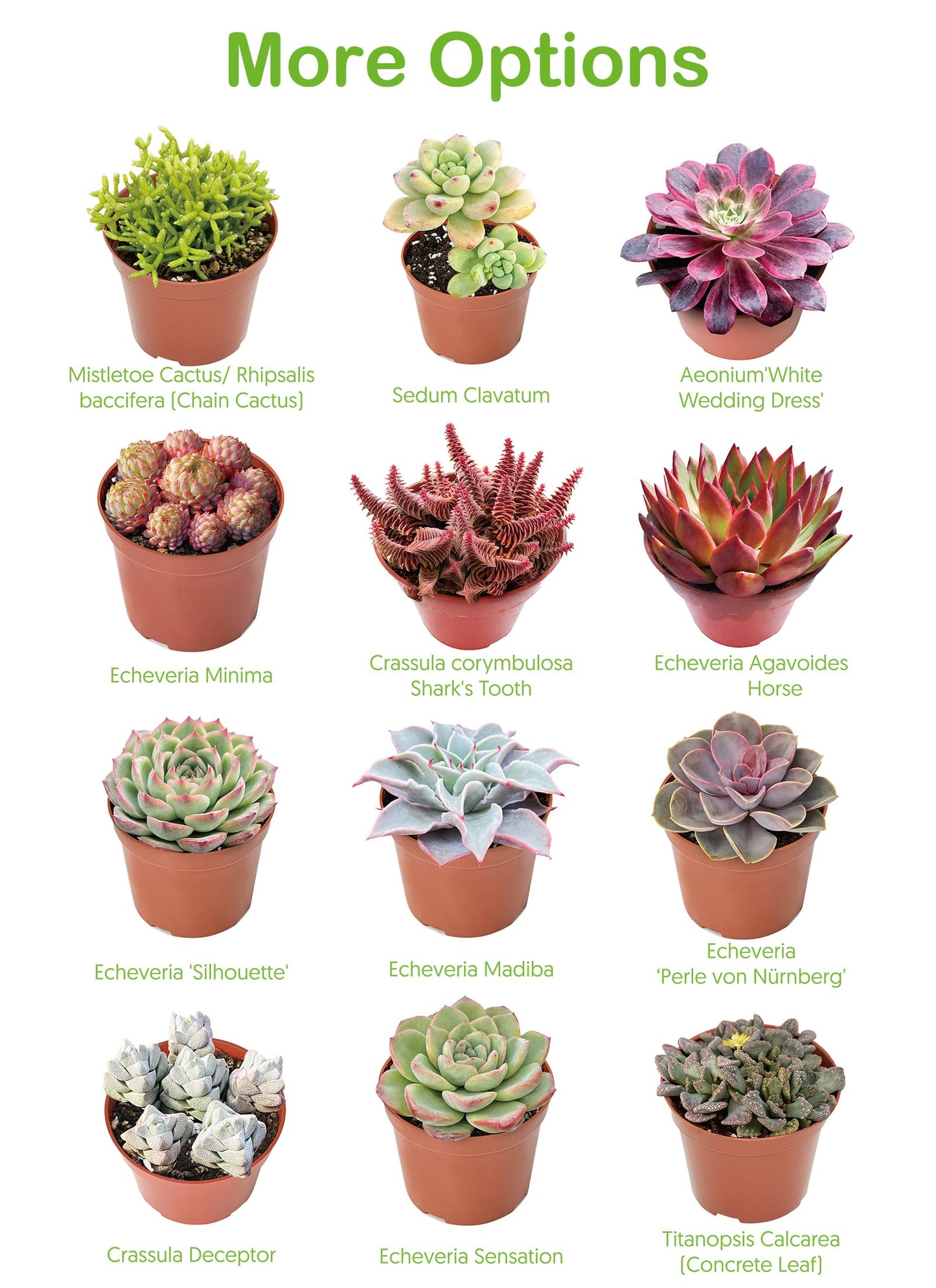 Othonna Capensis Ruby Necklace Live Succulent Plant (4-inch), Fully Rooted Trailing Houseplant for Hanging Baskets, Low Maintenance Home & Office Decor, Ideal Gift for Plant Lovers