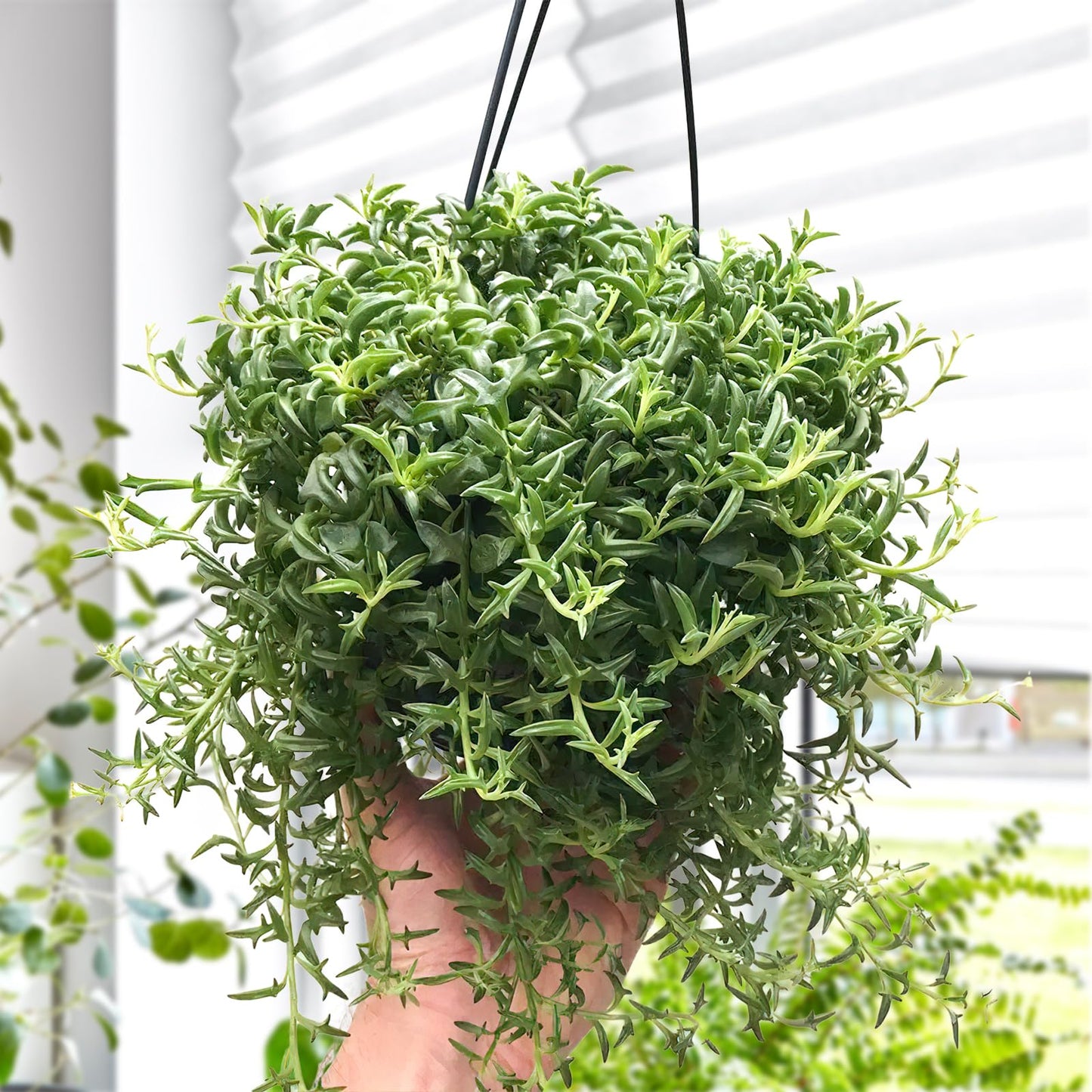 Othonna Capensis Ruby Necklace Live Succulent Plant (4-inch), Fully Rooted Trailing Houseplant for Hanging Baskets, Low Maintenance Home & Office Decor, Ideal Gift for Plant Lovers