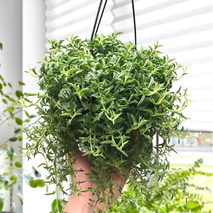 Othonna Capensis Ruby Necklace Live Succulent Plant (4-inch), Fully Rooted Trailing Houseplant for Hanging Baskets, Low Maintenance Home & Office Decor, Ideal Gift for Plant Lovers