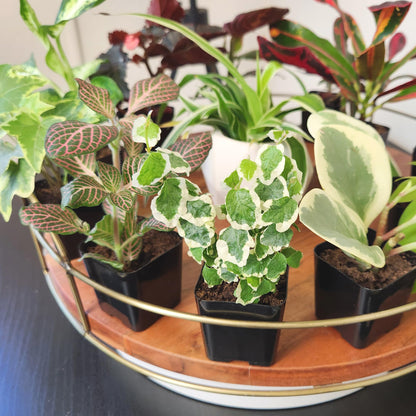 Easy to Grow Houseplants (12 Pack) Live House Plants in Plant Containers, Growers Choice Plant Set in Planters with Potting Soil Mix, Home Décor Planting Kit or Outdoor Garden Gifts by Plants for Pets