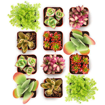 Shop Succulents Endless Summer Succulent Pack Collection - Live Mini Succulent Plants, Low Maintenance, Colors & Textures - Wedding and Party Favors, Gift & Garden, Pack of 12