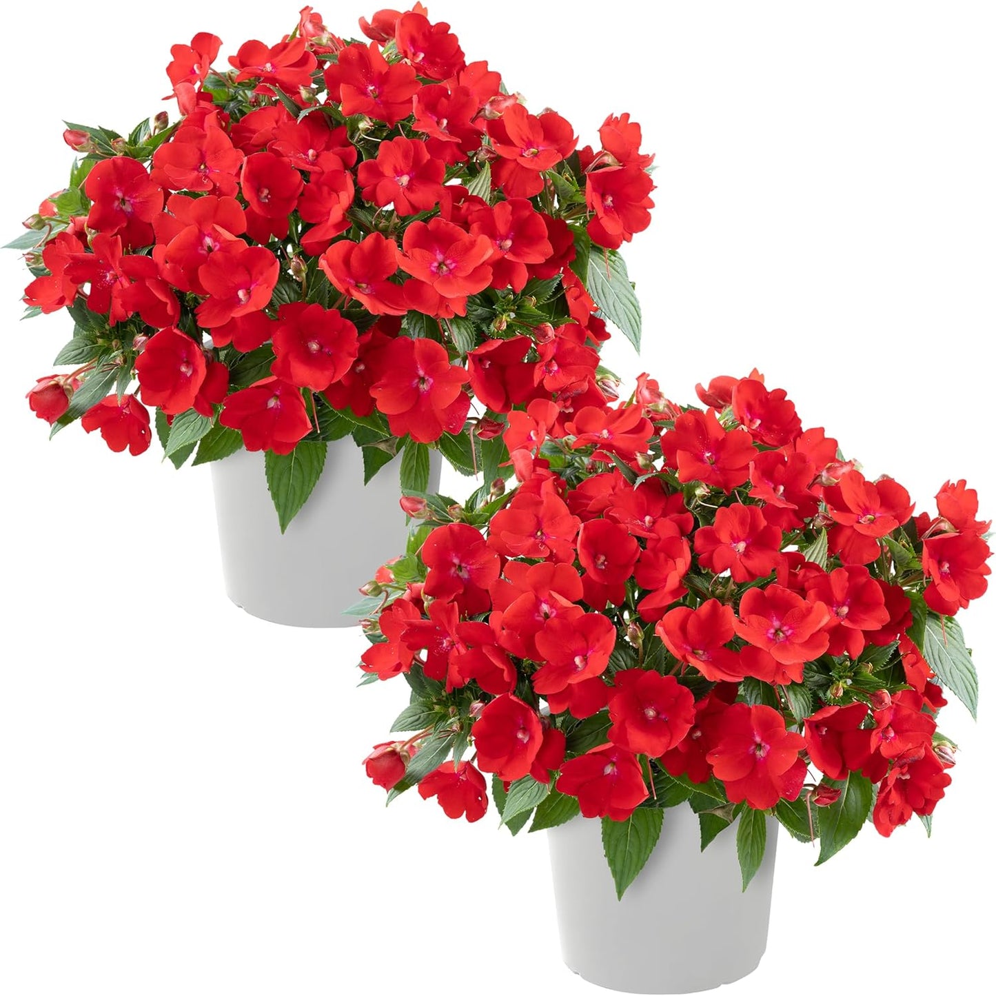 Live Flowering New Guinea Impatiens - Grower's Choice Assorted Colors (3 Plants Per Pack) - Beautiful Shade Flowers - 12" Tall by 5" Wide in 1 Qt Pot