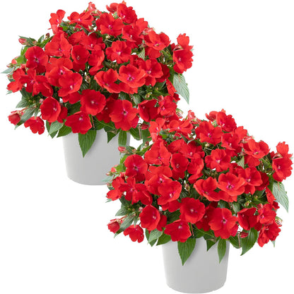 Live Flowering New Guinea Impatiens - Grower's Choice Assorted Colors (3 Plants Per Pack) - Beautiful Shade Flowers - 12" Tall by 5" Wide in 1 Qt Pot