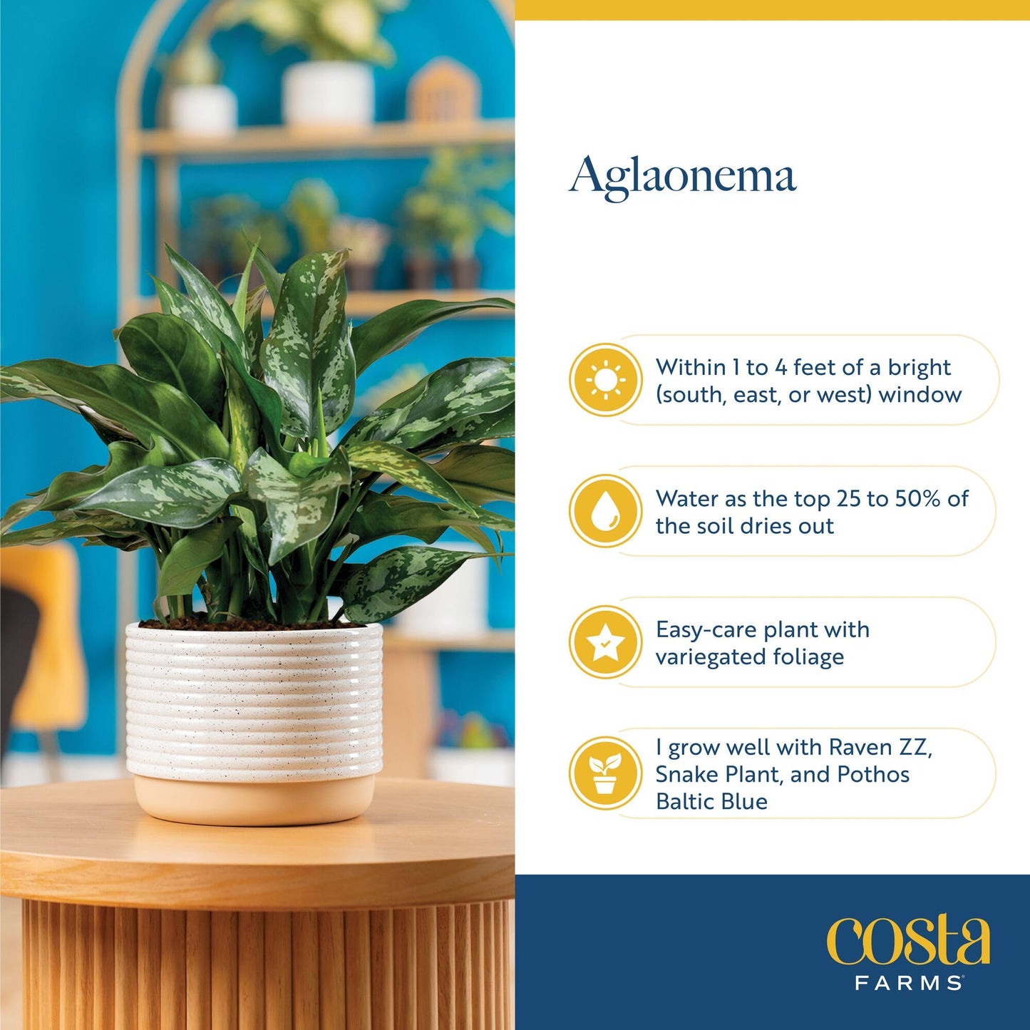 Costa Farms Chinese Evergreen Live Plant in Decorative Pot, Easy to Maintain, Air Purifying Indoor Houseplant, Home, Room, or Office Decor, House Warming or Birthday Gift, 12-18 Inches Tall
