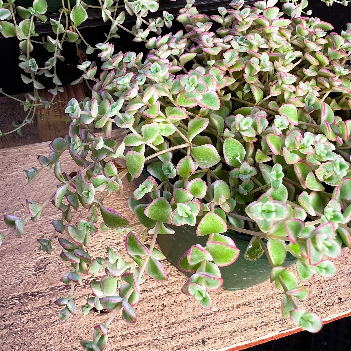 Sprout N Green 4'' Sedum lucidum Obesum, Live Succulent Fully Rooted in Pots with Soil Mix, Rare House Plant for Home Office Indoor Outdoor Wedding Decor, DIY Projects, Party Favor