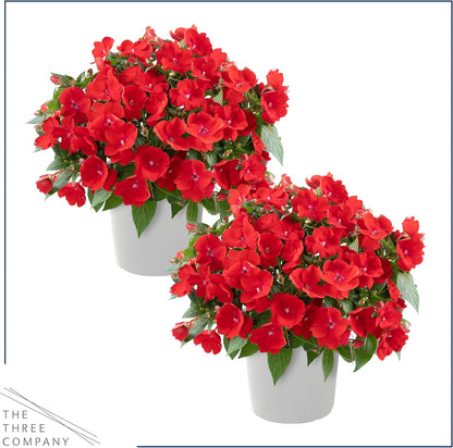 Live Flowering New Guinea Impatiens - Grower's Choice Assorted Colors (3 Plants Per Pack) - Beautiful Shade Flowers - 12" Tall by 5" Wide in 1 Qt Pot