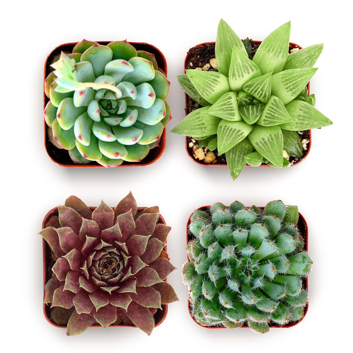 Shop Succulents Echeveria & Rosette Live Succulent Variety Pack – Fully Rooted 2" Potted Plants for Gifts, Favors, DIY Projects, Terrariums, Home Décor, and Garden Arrangements, 256 Pack