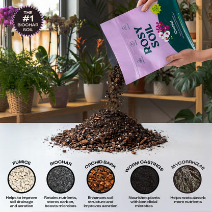 Rosy Soil Cactus Soil – Organic Succulent Potting Mix, Chunky Fast Draining, Peat-Free, Root Boosting Mix for AloeVera, Cacti, Indoor Succulents - 4qt