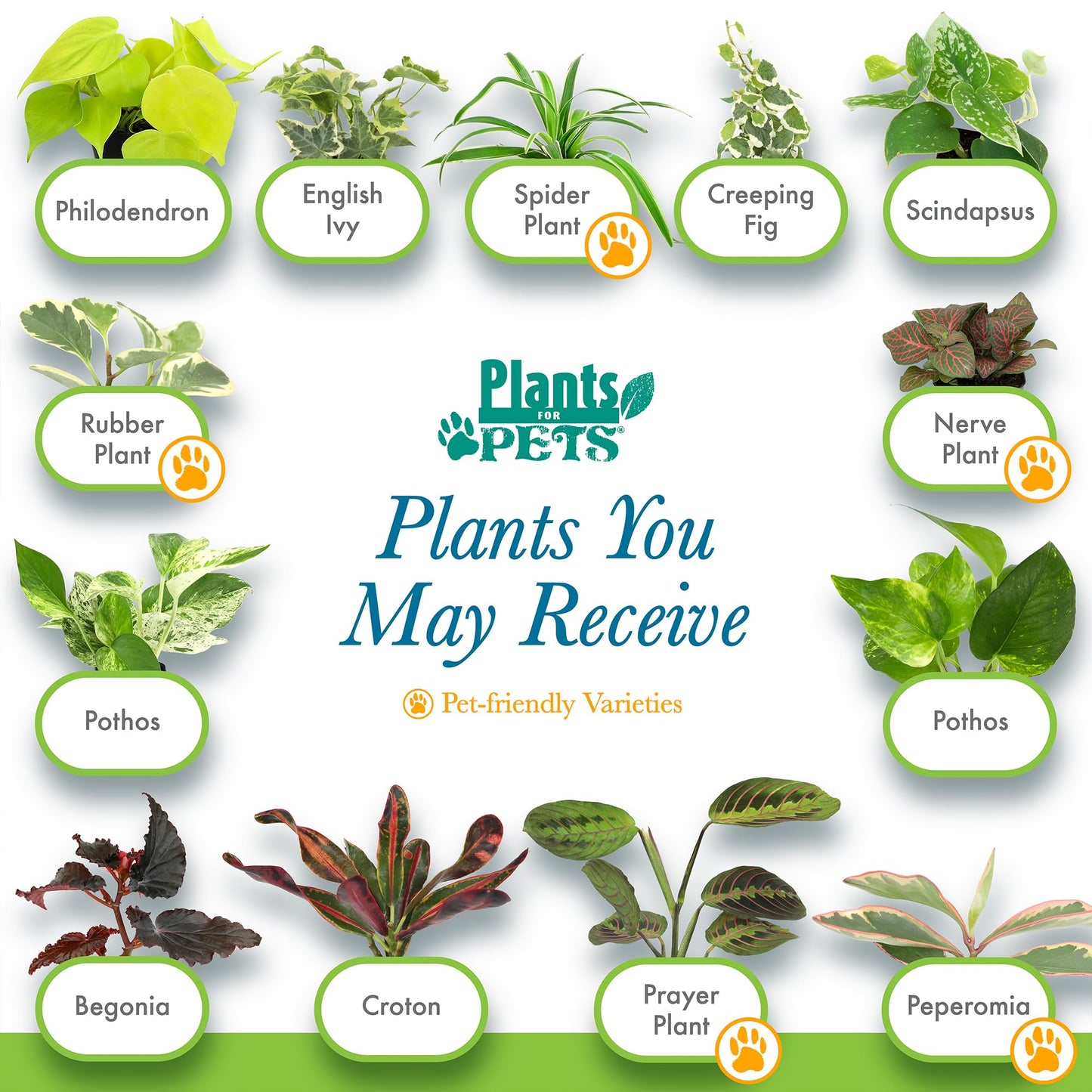 Easy to Grow Houseplants (12 Pack) Live House Plants in Plant Containers, Growers Choice Plant Set in Planters with Potting Soil Mix, Home Décor Planting Kit or Outdoor Garden Gifts by Plants for Pets