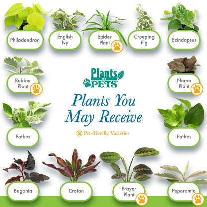 Easy to Grow Houseplants (12 Pack) Live House Plants in Plant Containers, Growers Choice Plant Set in Planters with Potting Soil Mix, Home Décor Planting Kit or Outdoor Garden Gifts by Plants for Pets