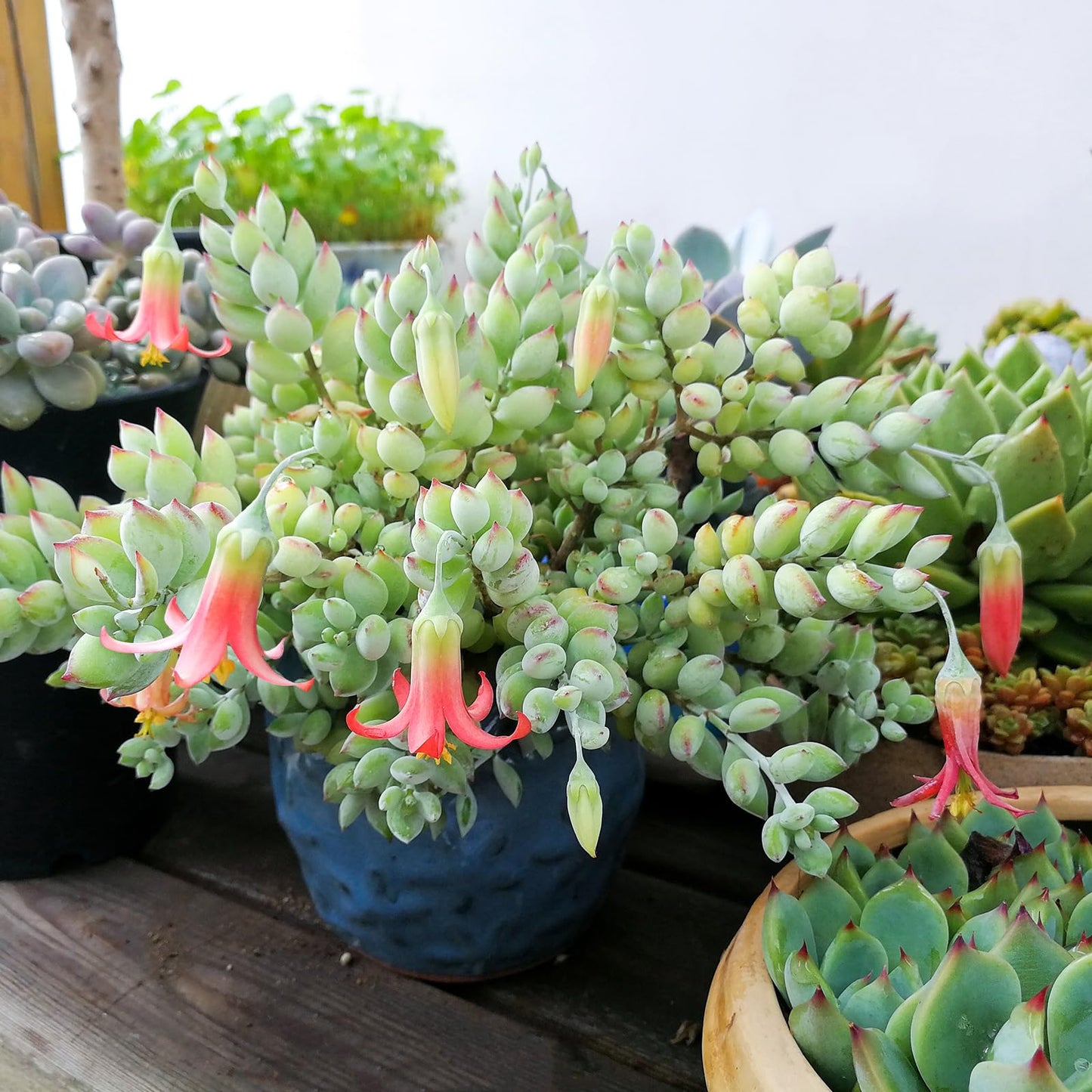 Sprout N Green 4'' Sedum lucidum Obesum, Live Succulent Fully Rooted in Pots with Soil Mix, Rare House Plant for Home Office Indoor Outdoor Wedding Decor, DIY Projects, Party Favor
