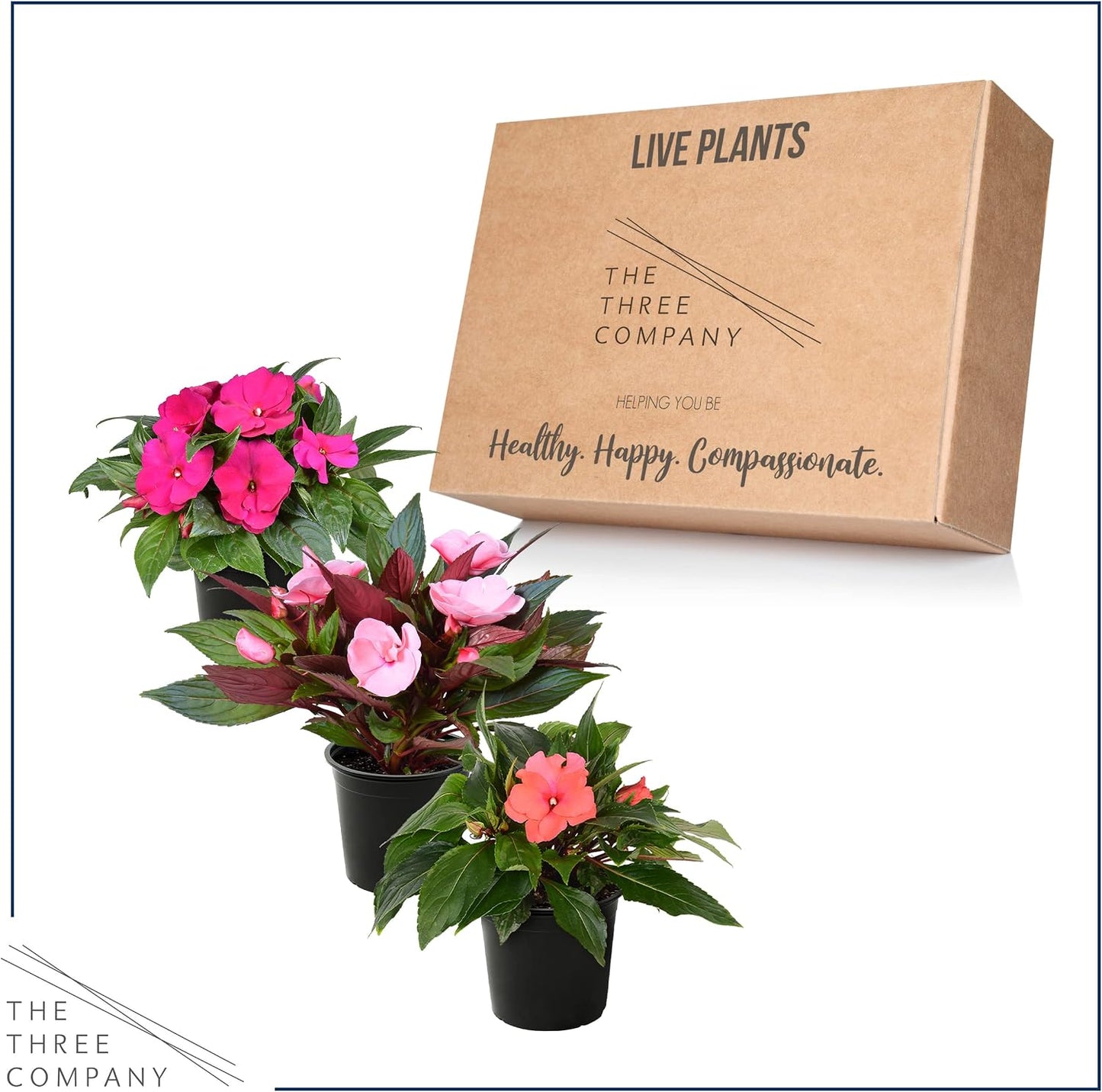 Live Flowering New Guinea Impatiens - Grower's Choice Assorted Colors (3 Plants Per Pack) - Beautiful Shade Flowers - 12" Tall by 5" Wide in 1 Qt Pot