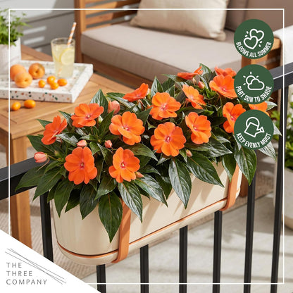 Live Flowering New Guinea Impatiens - Grower's Choice Assorted Colors (3 Plants Per Pack) - Beautiful Shade Flowers - 12" Tall by 5" Wide in 1 Qt Pot