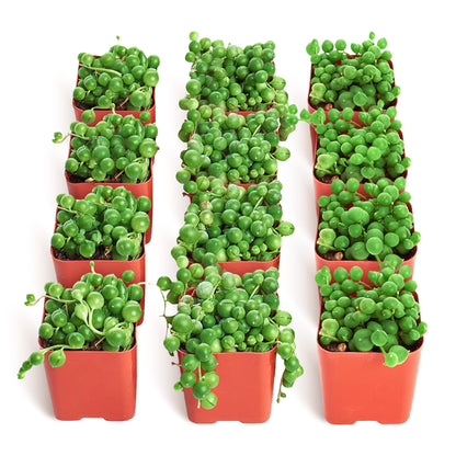 Shop Succulents String of Pearls Succulent Plant 2" Grow Pot Pack of 20