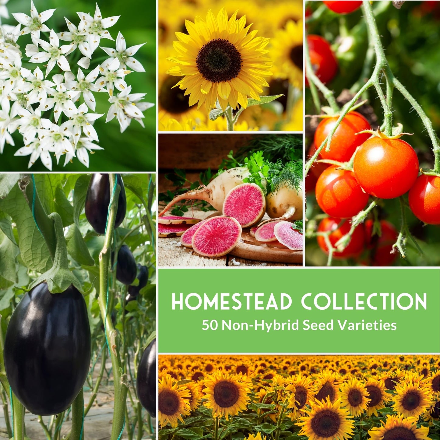 Survival Farmer Seed Vault – 100 Pack of Heirloom Vegetable Seeds for Planting – Non-GMO Vegetables, Fruits, Herbs – Sealed Kit for Long-Term Emergency Storage – Survival Garden Seeds