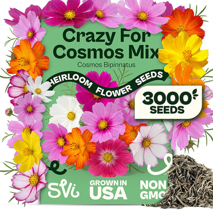 SVI 50 Teddy Bear Sunflower Seeds (Helianthus annuus) – Dwarf Teddy Bear Sunflower Seed Packets – Annual Cut Flower Seeds for Outdoor Garden & Indoor Garden, Containers, Patios, Flower Beds