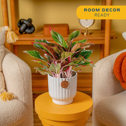 Costa Farms Chinese Evergreen Live Plant in Decorative Pot, Easy to Maintain, Air Purifying Indoor Houseplant, Home, Room, or Office Decor, House Warming or Birthday Gift, 12-18 Inches Tall