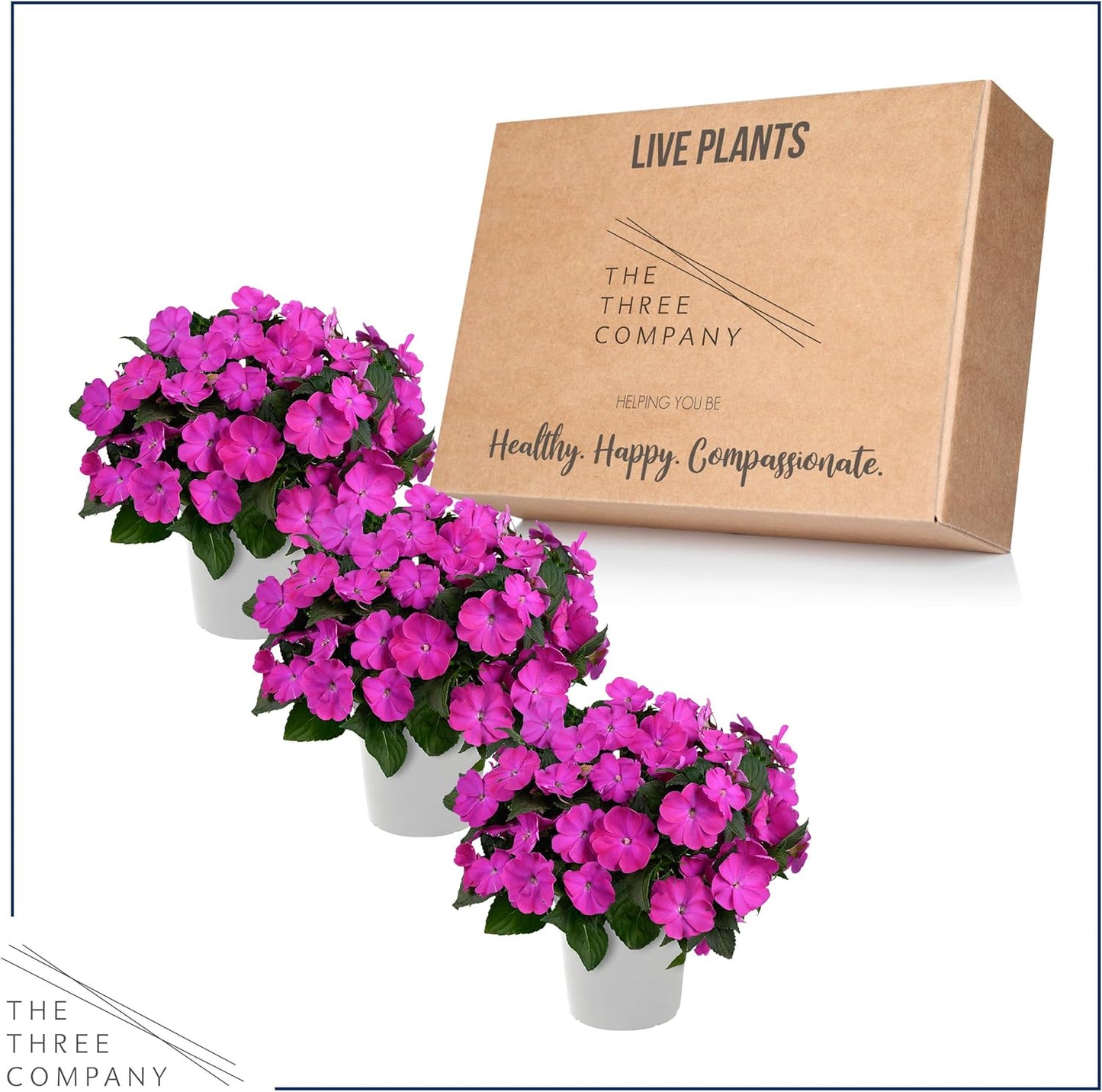 Live Flowering New Guinea Impatiens - Grower's Choice Assorted Colors (3 Plants Per Pack) - Beautiful Shade Flowers - 12" Tall by 5" Wide in 1 Qt Pot