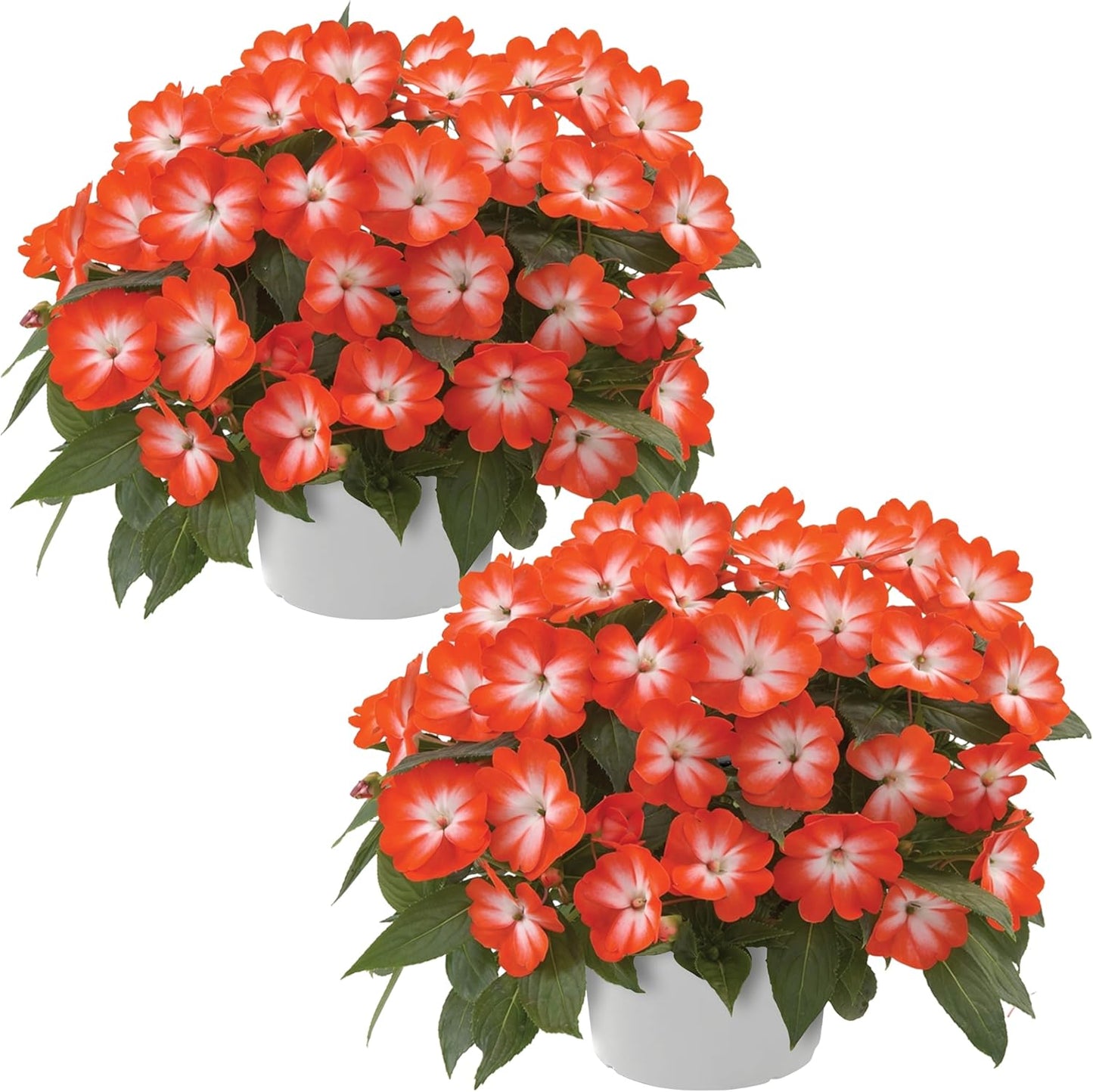Live Flowering New Guinea Impatiens - Grower's Choice Assorted Colors (3 Plants Per Pack) - Beautiful Shade Flowers - 12" Tall by 5" Wide in 1 Qt Pot