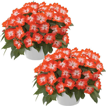 Live Flowering New Guinea Impatiens - Grower's Choice Assorted Colors (3 Plants Per Pack) - Beautiful Shade Flowers - 12" Tall by 5" Wide in 1 Qt Pot