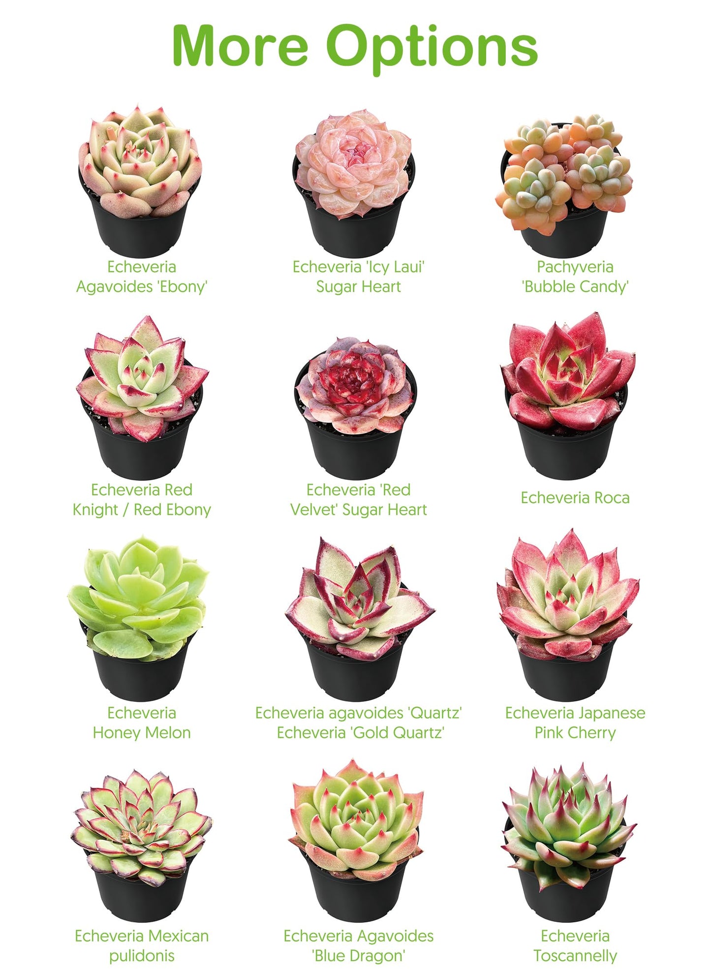Othonna Capensis Ruby Necklace Live Succulent Plant (4-inch), Fully Rooted Trailing Houseplant for Hanging Baskets, Low Maintenance Home & Office Decor, Ideal Gift for Plant Lovers