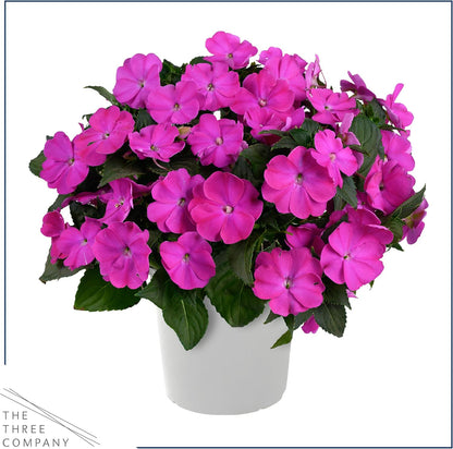 Live Flowering New Guinea Impatiens - Grower's Choice Assorted Colors (3 Plants Per Pack) - Beautiful Shade Flowers - 12" Tall by 5" Wide in 1 Qt Pot