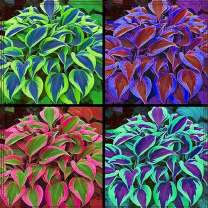 185+ Mixed Color Hosta Seeds for Planting Outdoors- Shade/Cold Tolerant Perennials, Dual Use for Ground Cover & Pots, Low Maintenance Flowers