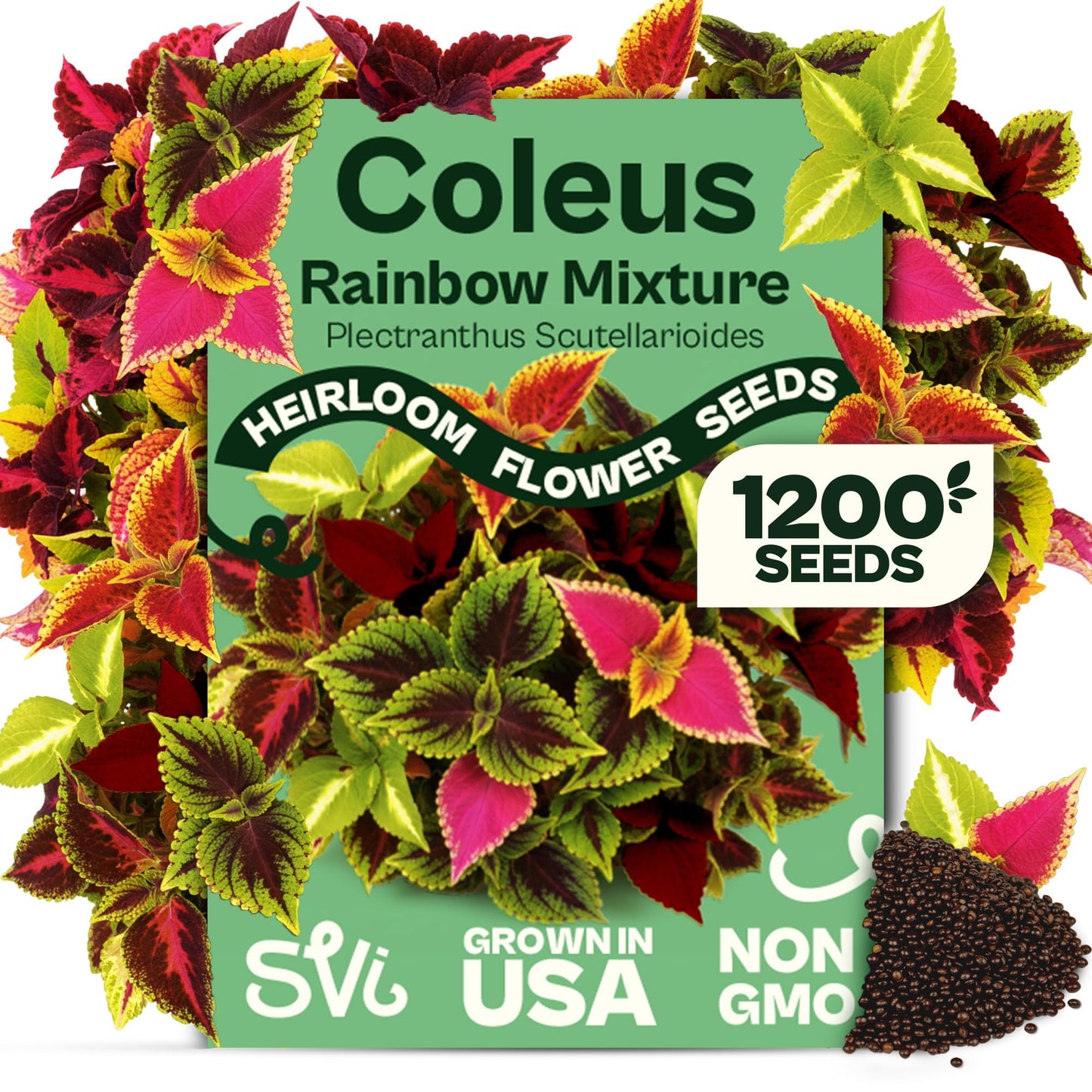 SVI 50 Teddy Bear Sunflower Seeds (Helianthus annuus) – Dwarf Teddy Bear Sunflower Seed Packets – Annual Cut Flower Seeds for Outdoor Garden & Indoor Garden, Containers, Patios, Flower Beds
