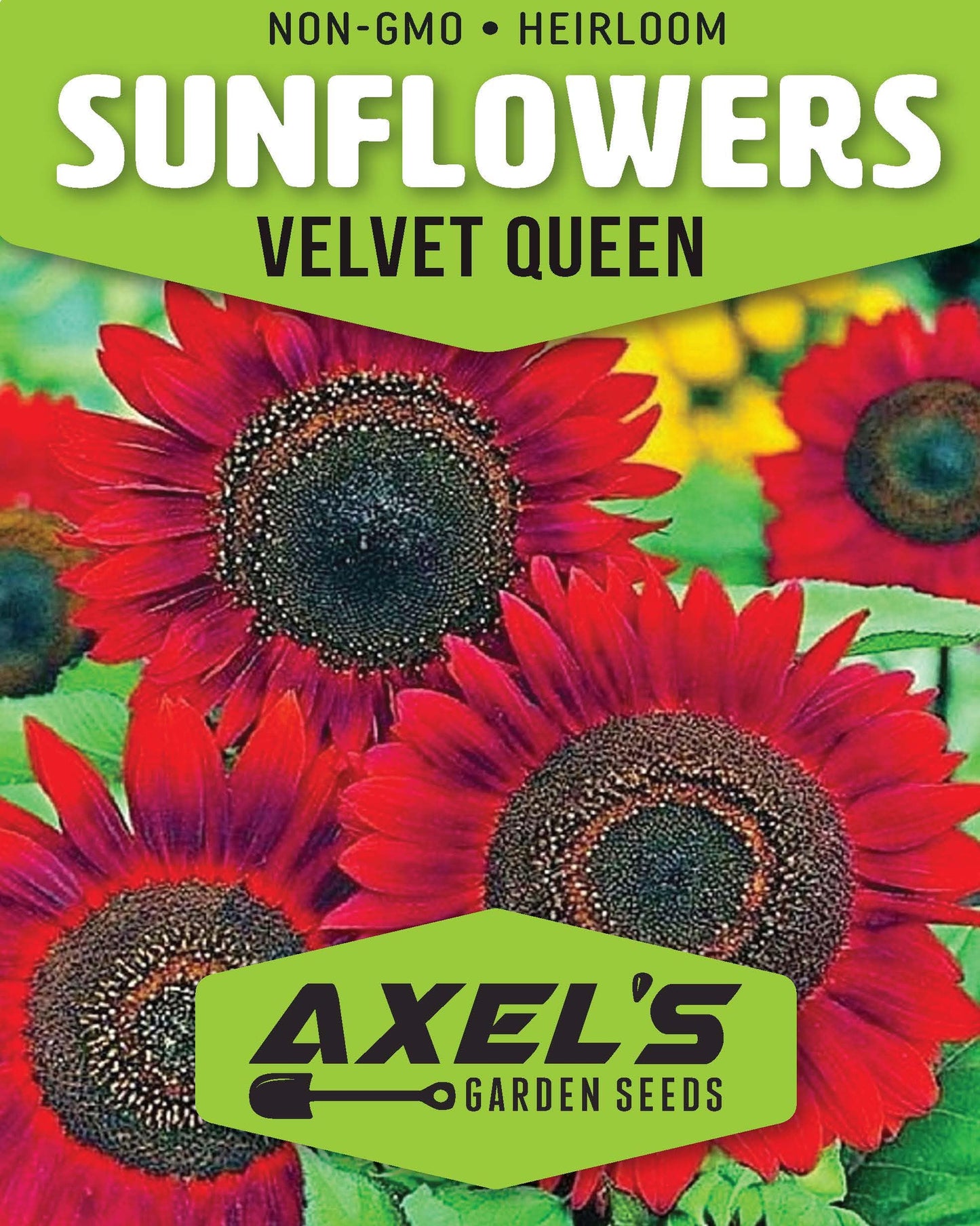 Red Sunflower Seeds for Planting - 50 Heirloom Non GMO Velvet Queen Flower Seeds Plant & Grow Home Outdoor Annual Garden - 1 Packet