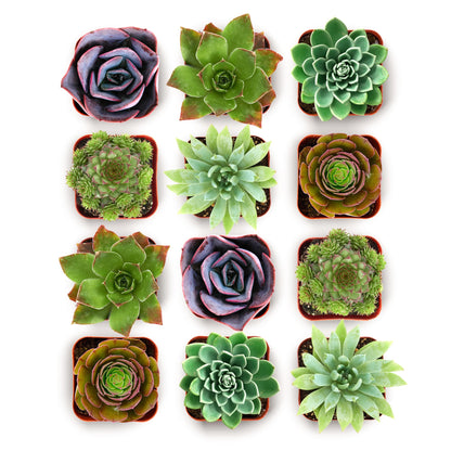 Shop Succulents Echeveria & Rosette Live Succulent Variety Pack – Fully Rooted 2" Potted Plants for Gifts, Favors, DIY Projects, Terrariums, Home Décor, and Garden Arrangements, 256 Pack