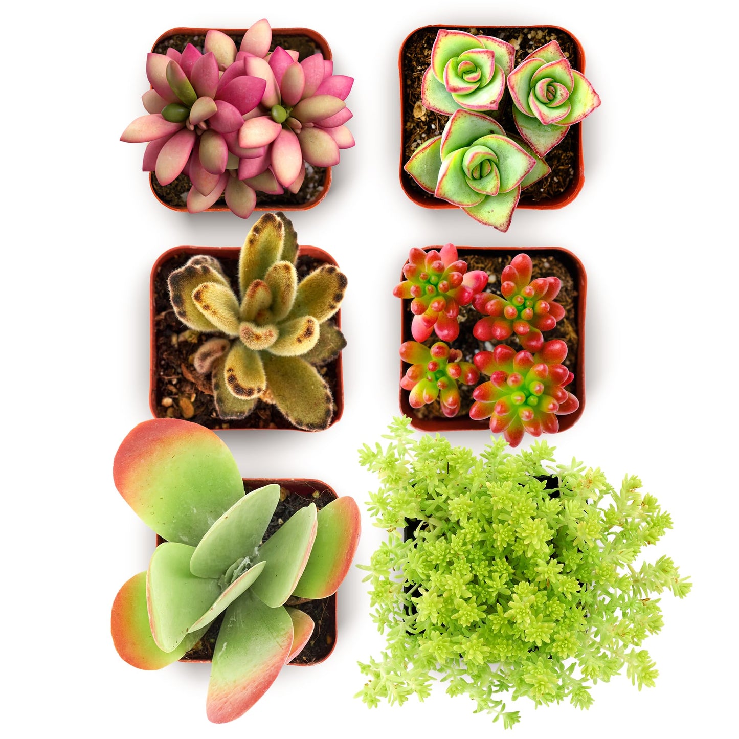 Shop Succulents Endless Summer Succulent Pack Collection - Live Mini Succulent Plants, Low Maintenance, Colors & Textures - Wedding and Party Favors, Gift & Garden, Pack of 12