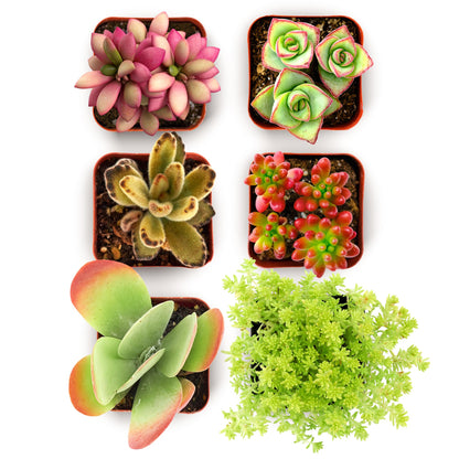 Shop Succulents Endless Summer Succulent Pack Collection - Live Mini Succulent Plants, Low Maintenance, Colors & Textures - Wedding and Party Favors, Gift & Garden, Pack of 12