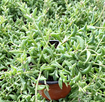 Sprout N Green 4'' Sedum lucidum Obesum, Live Succulent Fully Rooted in Pots with Soil Mix, Rare House Plant for Home Office Indoor Outdoor Wedding Decor, DIY Projects, Party Favor