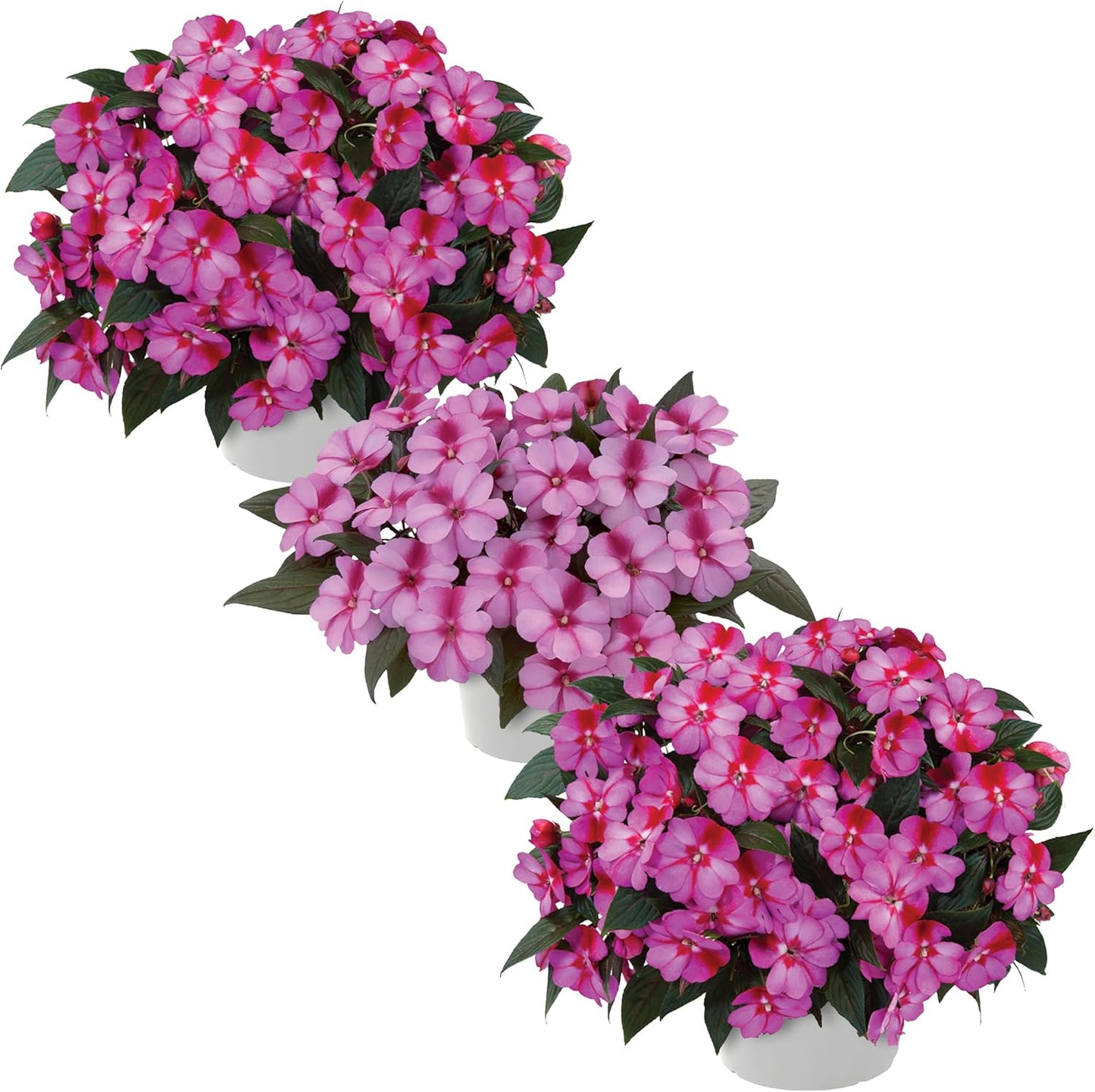 Live Flowering New Guinea Impatiens - Grower's Choice Assorted Colors (3 Plants Per Pack) - Beautiful Shade Flowers - 12" Tall by 5" Wide in 1 Qt Pot