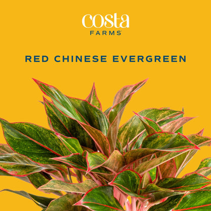 Costa Farms Chinese Evergreen Live Plant in Decorative Pot, Easy to Maintain, Air Purifying Indoor Houseplant, Home, Room, or Office Decor, House Warming or Birthday Gift, 12-18 Inches Tall