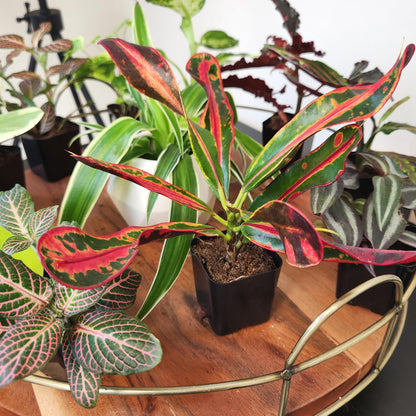 Easy to Grow Houseplants (12 Pack) Live House Plants in Plant Containers, Growers Choice Plant Set in Planters with Potting Soil Mix, Home Décor Planting Kit or Outdoor Garden Gifts by Plants for Pets