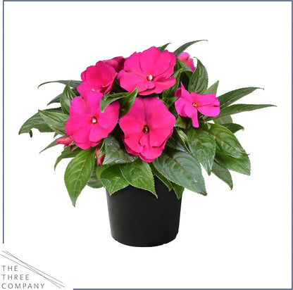 Live Flowering New Guinea Impatiens - Grower's Choice Assorted Colors (3 Plants Per Pack) - Beautiful Shade Flowers - 12" Tall by 5" Wide in 1 Qt Pot