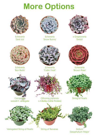 Othonna Capensis Ruby Necklace Live Succulent Plant (4-inch), Fully Rooted Trailing Houseplant for Hanging Baskets, Low Maintenance Home & Office Decor, Ideal Gift for Plant Lovers