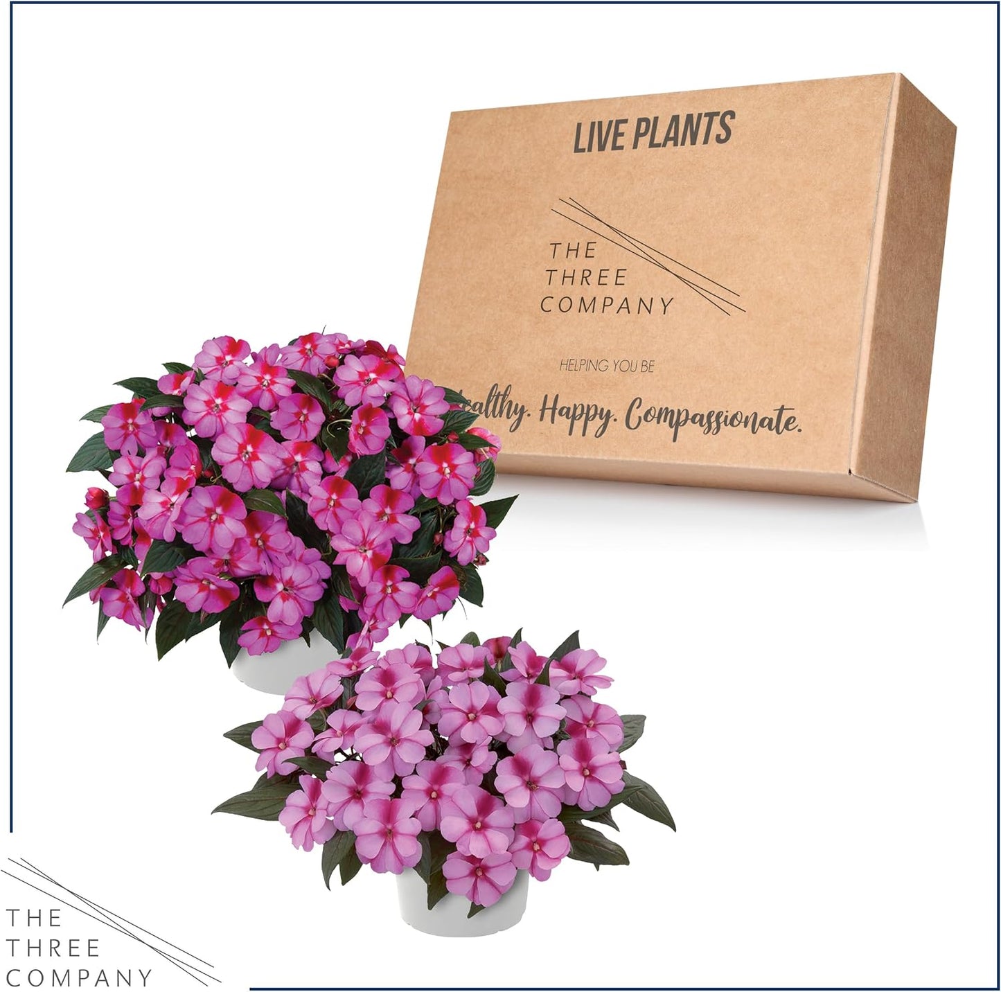 Live Flowering New Guinea Impatiens - Grower's Choice Assorted Colors (3 Plants Per Pack) - Beautiful Shade Flowers - 12" Tall by 5" Wide in 1 Qt Pot