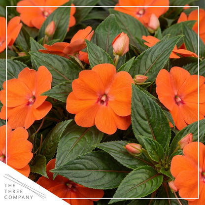 Live Flowering New Guinea Impatiens - Grower's Choice Assorted Colors (3 Plants Per Pack) - Beautiful Shade Flowers - 12" Tall by 5" Wide in 1 Qt Pot