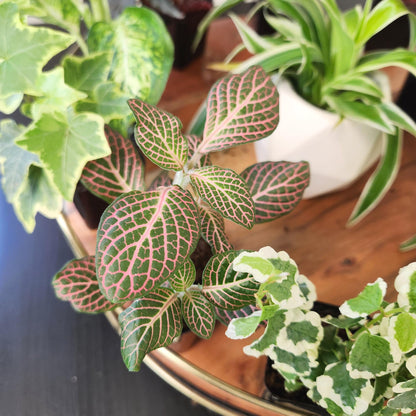 Easy to Grow Houseplants (12 Pack) Live House Plants in Plant Containers, Growers Choice Plant Set in Planters with Potting Soil Mix, Home Décor Planting Kit or Outdoor Garden Gifts by Plants for Pets
