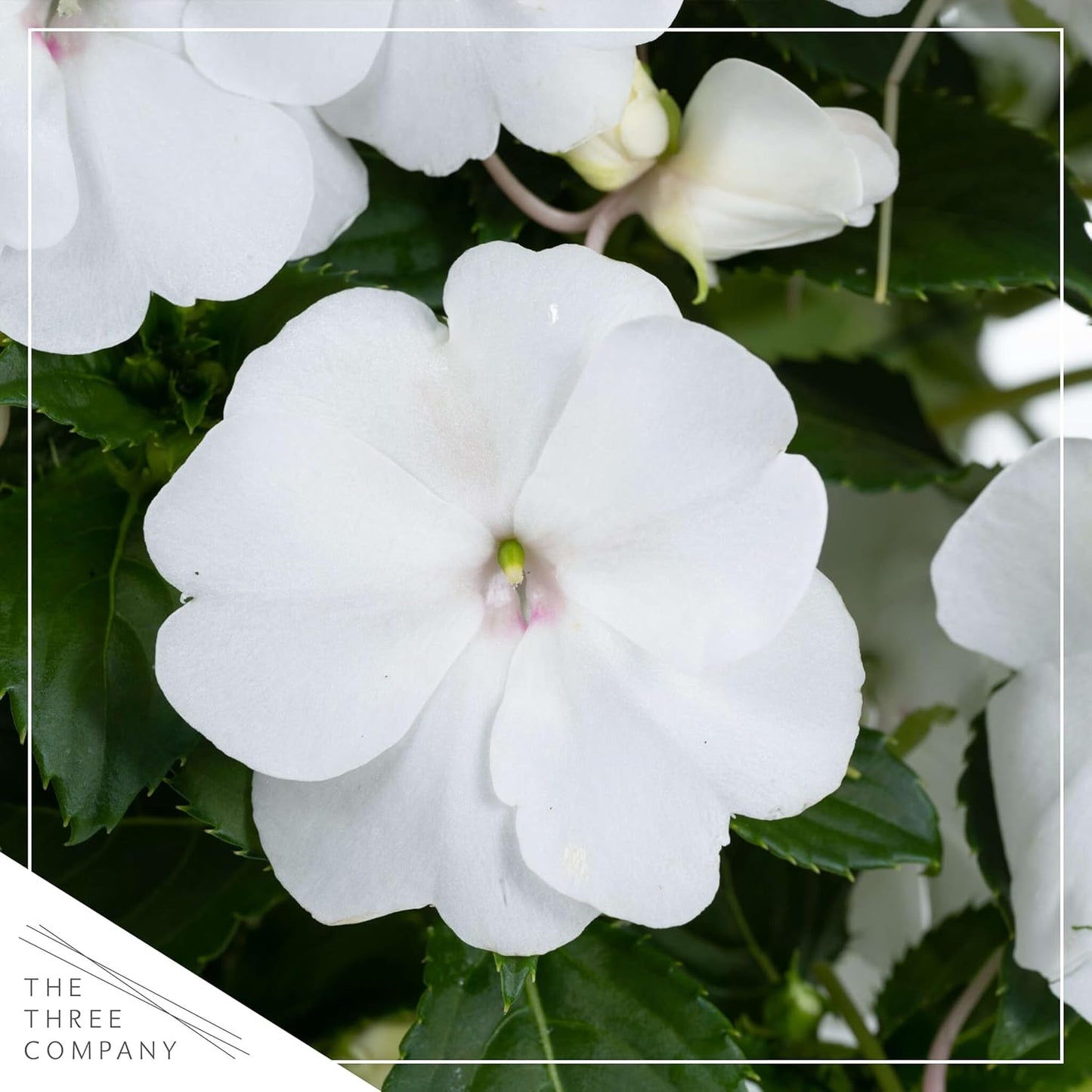 Live Flowering New Guinea Impatiens - Grower's Choice Assorted Colors (3 Plants Per Pack) - Beautiful Shade Flowers - 12" Tall by 5" Wide in 1 Qt Pot